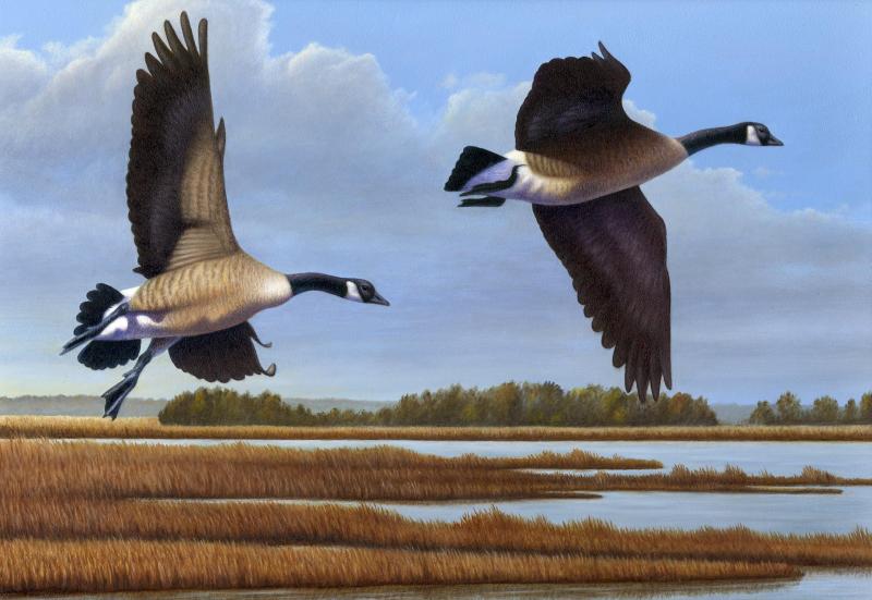 Geese at Blackwater